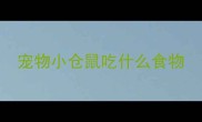 宠物小仓鼠吃什么食物