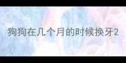狗狗在几个月的时候换牙