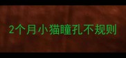 2个月小猫瞳孔不规则