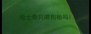 哈士奇只喂狗粮吗