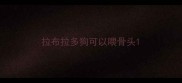 拉布拉多狗可以喂骨头