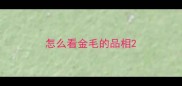 怎么看金毛的品相