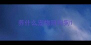 养什么宠物陪狗狗