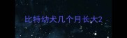比特幼犬几个月长大