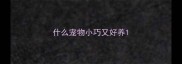 什么宠物小巧又好养