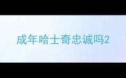 成年哈士奇忠诚吗