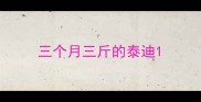 三个月三斤的泰迪