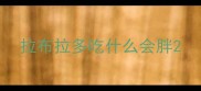 拉布拉多吃什么会胖