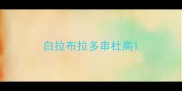 白拉布拉多串杜高