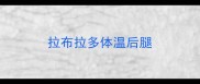 拉布拉多体温后腿