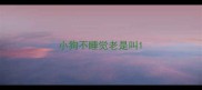 小狗不睡觉老是叫