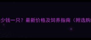 陨石边牧多少钱一只最新价格及饲养指南附选购避坑攻略