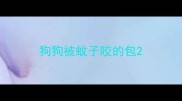 狗狗被蚊子咬的包