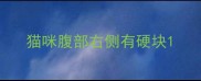 猫咪腹部右侧有硬块