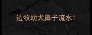 边牧幼犬鼻子流水