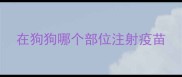 在狗狗哪个部位注射疫苗