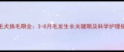 金毛犬换毛期全3-8月毛发生长关键期及科学护理指南
