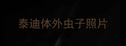 泰迪体外虫子照片