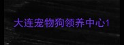 大连宠物狗领养中心