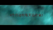 4个月边牧每天运动量