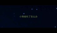 小狗被吃了怎么办
