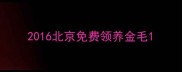 2016北京免费领养金毛