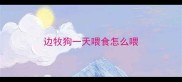 边牧狗一天喂食怎么喂