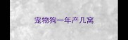 宠物狗一年产几窝