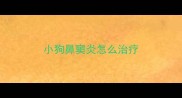 小狗鼻窦炎怎么治疗