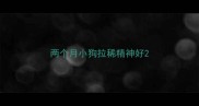 两个月小狗拉稀精神好
