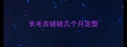 长毛吉娃娃几个月定型