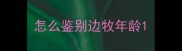 怎么鉴别边牧年龄