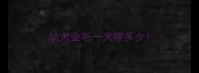 幼犬金毛一天喂多少