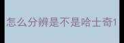 怎么分辨是不是哈士奇