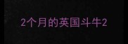 2个月的英国斗牛