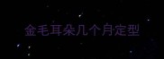 金毛耳朵几个月定型