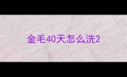 金毛40天怎么洗