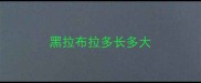 黑拉布拉多长多大