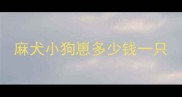 麻犬小狗崽多少钱一只