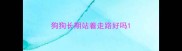 狗狗长期站着走路好吗