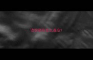 边牧颜色怎么鉴定