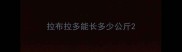 拉布拉多能长多少公斤