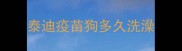 泰迪疫苗狗多久洗澡