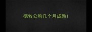 德牧公狗几个月成熟