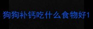 狗狗补钙吃什么食物好