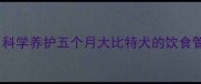 宠物喂养指南科学养护五个月大比特犬的饮食管理与健康贴士