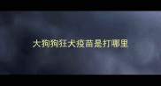 大狗狗狂犬疫苗是打哪里