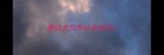 赛级犬拉布拉多幼犬