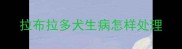 拉布拉多犬生病怎样处理