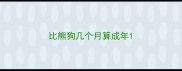 比熊狗几个月算成年